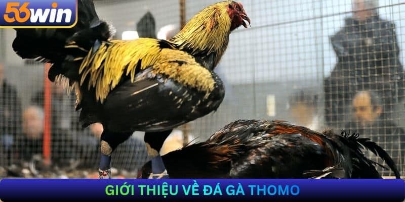 Giới thiệu về Đá gà Thomo