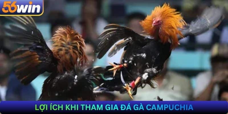 Lợi ích khi tham gia Đá gà Campuchia