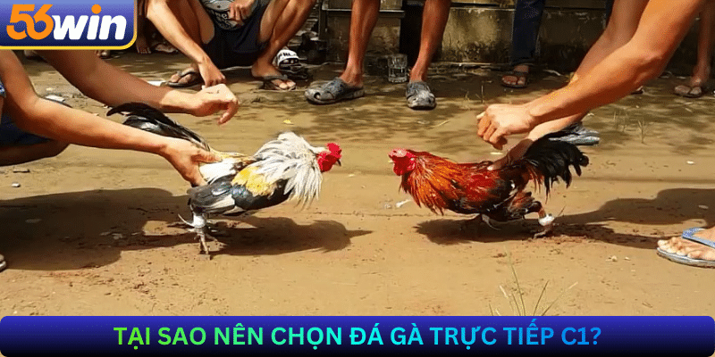 Tại sao nên chọn đá gà trực tiếp C1?